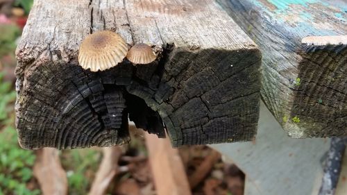 Close-up of mushroom growing on tree trunk