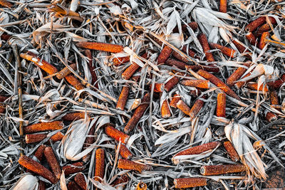 Full frame shot of dry plants