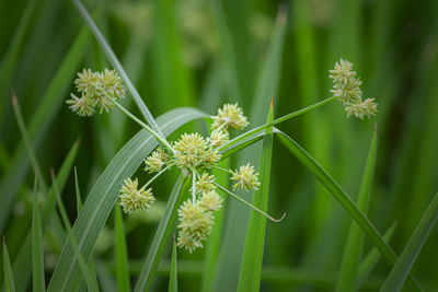 Close-up of flowering plant on field