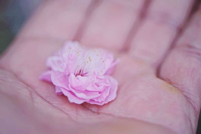 Close-up of pink flower on hand