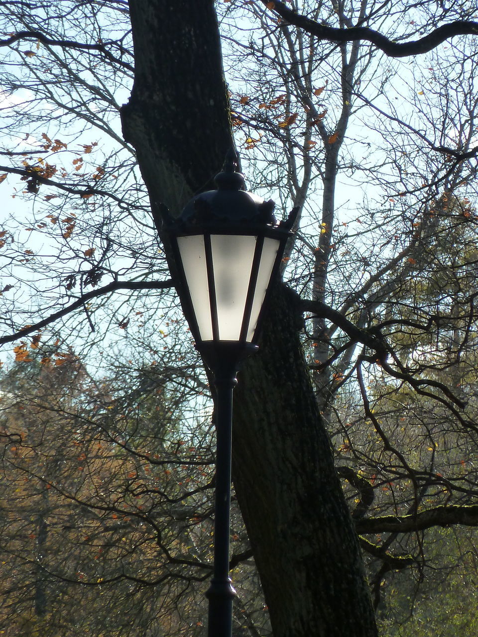 LOW ANGLE VIEW OF STREET LIGHT AND BARE TREES