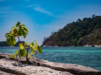 Close-up of yellow flowering plants by sea against sky