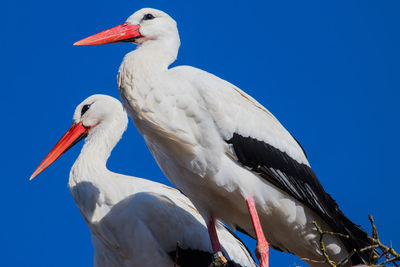 Low angle view of birds against blue sky