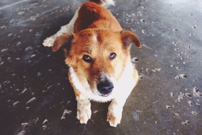 Portrait of dog