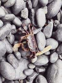 Full frame shot of crab on beach