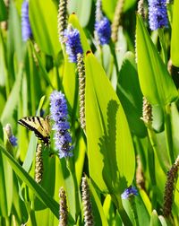 Close-up of butterfly on purple flowering plant