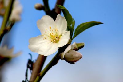 Close-up of white cherry blossoms against sky