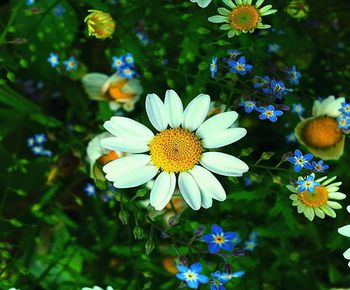 Close-up of flowering plant