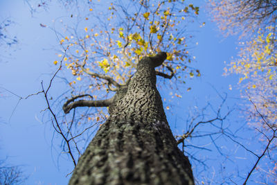 Low angle view of tree against sky