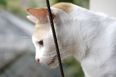 Close-up side view of a cat looking away