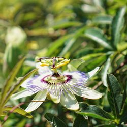 Close-up of purple flower on plant