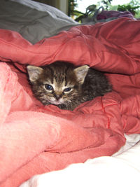 Close-up portrait of cat relaxing on blanket