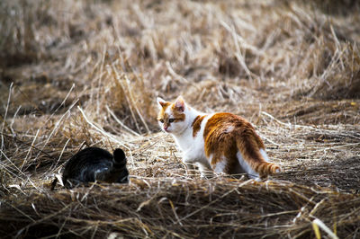 Cats sitting on a land