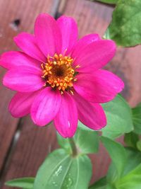 Close-up of pink flower blooming outdoors