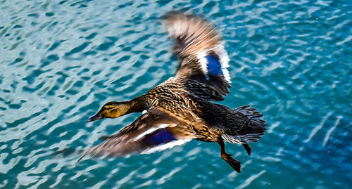 High angle view of a bird flying over lake