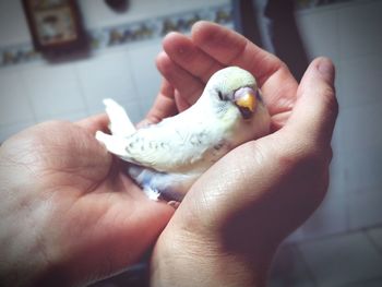 Cropped hands of person holding young bird