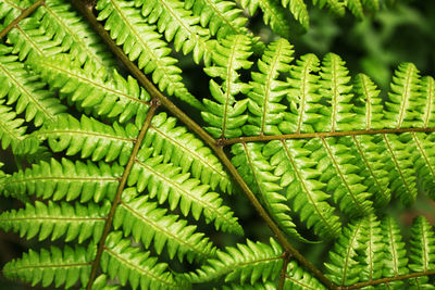 Full frame shot of fern leaves