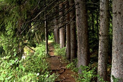 Trees in forest