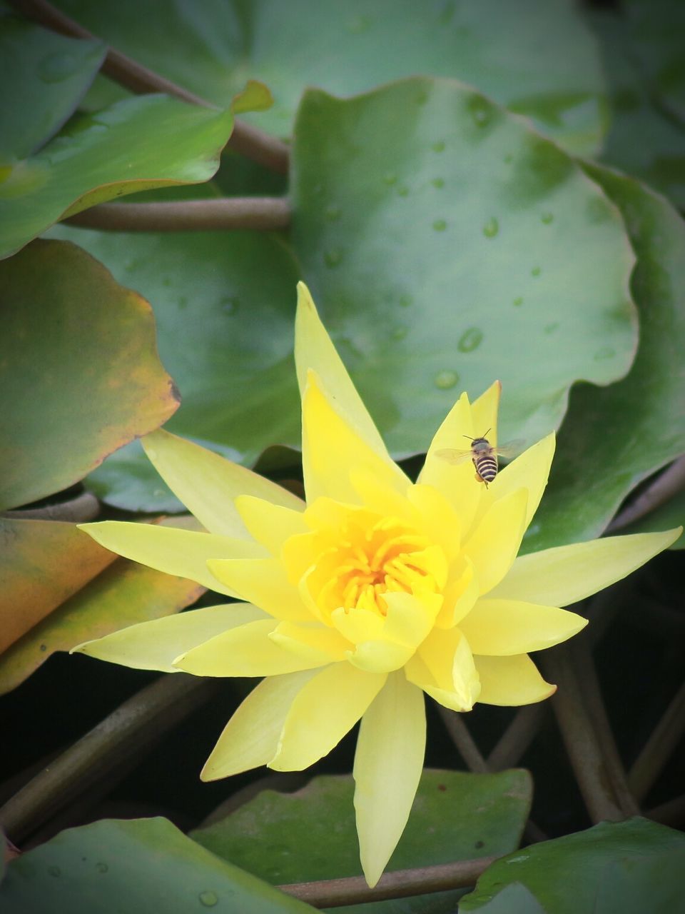 flower, petal, yellow, flower head, leaf, freshness, fragility, close-up, single flower, plant, growth, water lily, beauty in nature, nature, blooming, pond, high angle view, pollen, day, no people