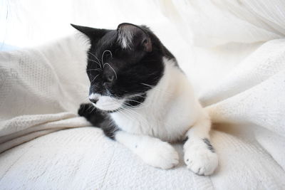 Close-up of cat resting on bed