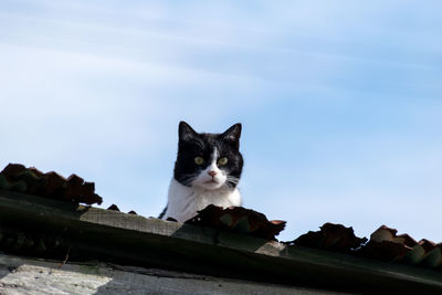 Portrait of cat by roof against sky