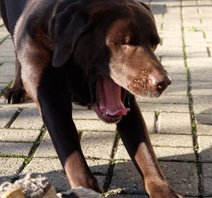 Close-up of chocolate labrador retriever yawning on footpath