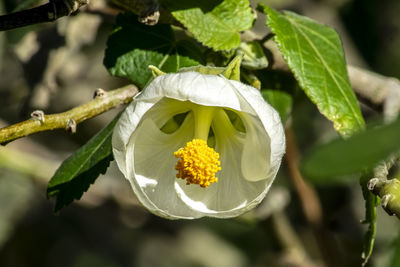 Close-up of yellow flowering plant