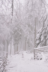 Winter forest with pine trees on a foggy day