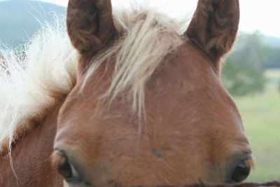 Close-up of a horse