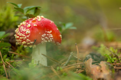 Close-up of fly agaric mushroom growing on field