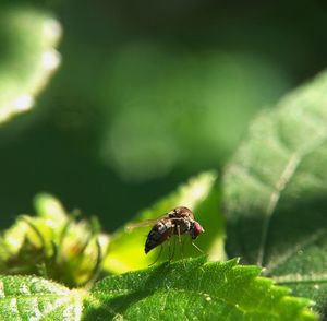 Close-up of fly on leaf