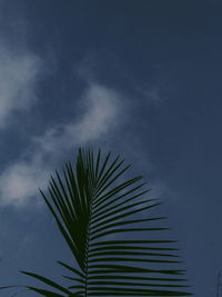 Low angle view of palm tree against sky