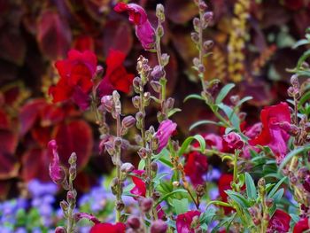 Close-up of purple flowers