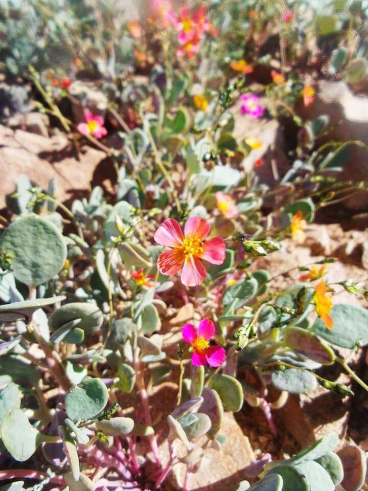 flower, leaf, growth, freshness, fragility, petal, plant, beauty in nature, nature, pink color, blooming, focus on foreground, flower head, close-up, high angle view, day, in bloom, outdoors, park - man made space, green color