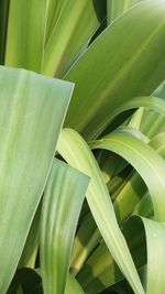 High angle view of leaves on plant
