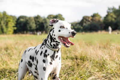 Close-up of dog standing on grass
