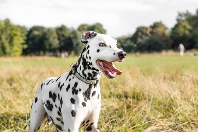 Dog on grassy field