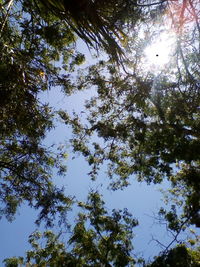 Low angle view of trees against sky