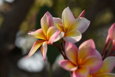 Close-up of pink frangipani flowers