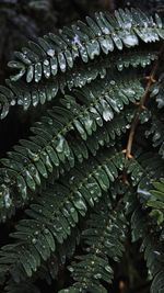 Close-up of wet leaves