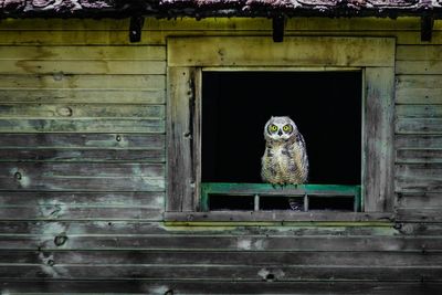Owl perching on window of wooden house