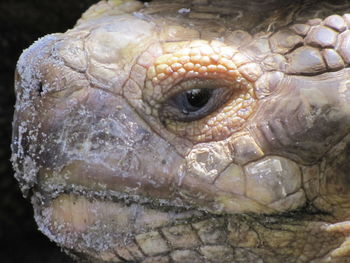 Close-up of lizard