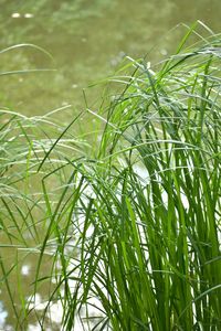 Close-up of grass growing in field