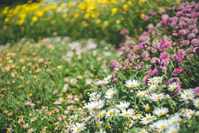 Close-up of white flowering plants on field