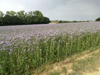 Scenic view of flowering plants on field against sky
