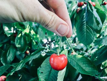 Midsection of person holding strawberry plant