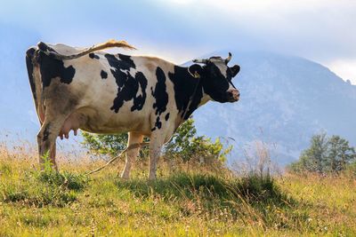 Side view of cow on field