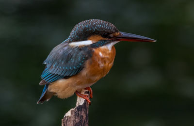 Kingfisher perched on a branch after long journey of migration.