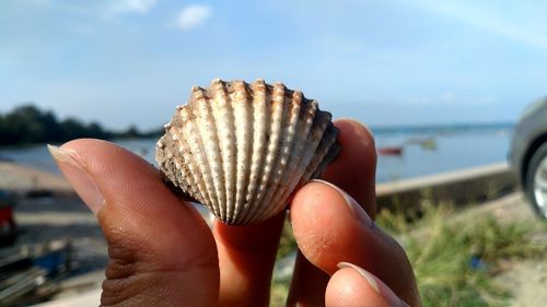 Close-up of hand holding shell at beach against sky