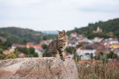 Close-up of a cat